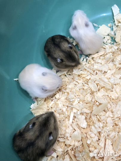 Джунгарский хомяк