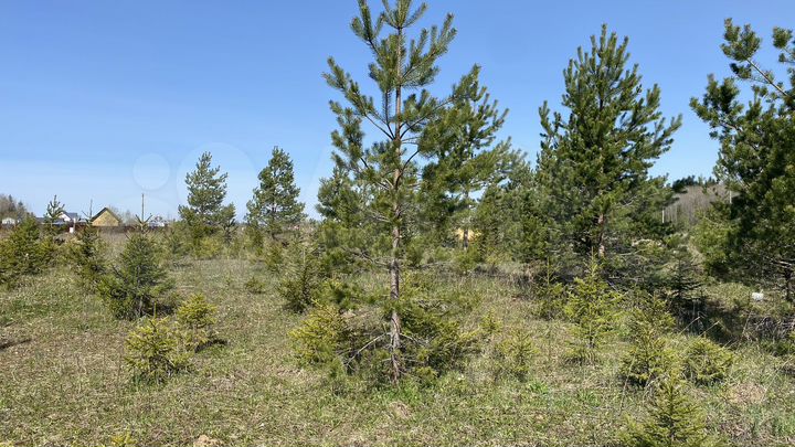 Участок 12,9 сот. (СНТ, ДНП)