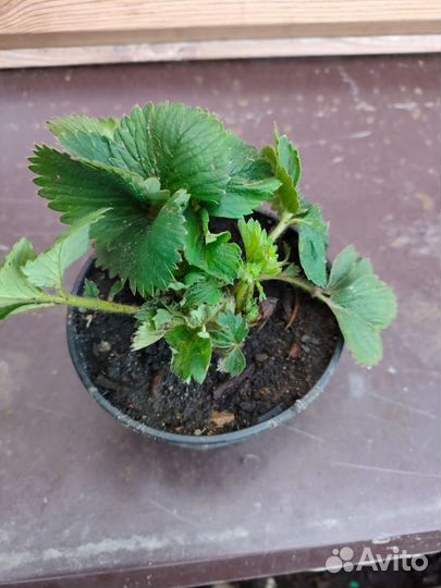 Саженцы клубники