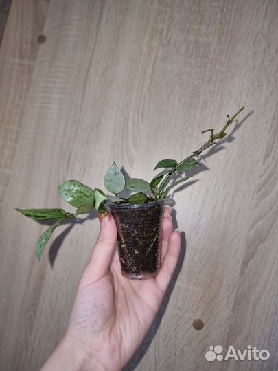 Хойя лакуноза эскимо