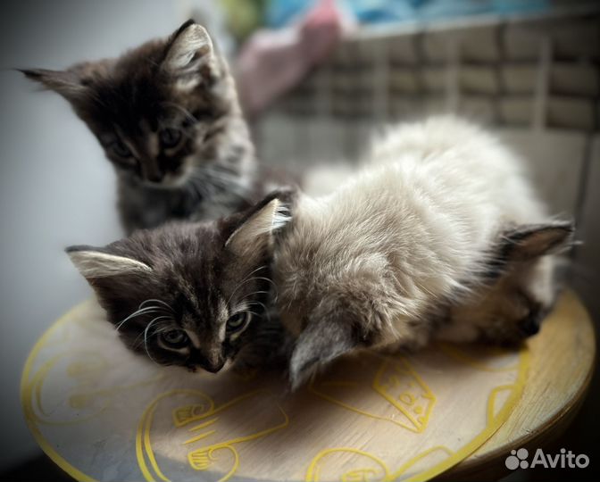 Котята в добрые руки