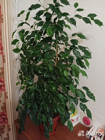 Фикус бенджамина