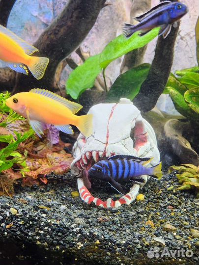 Цихлиды Элонгатус Мпанга, красная зебра