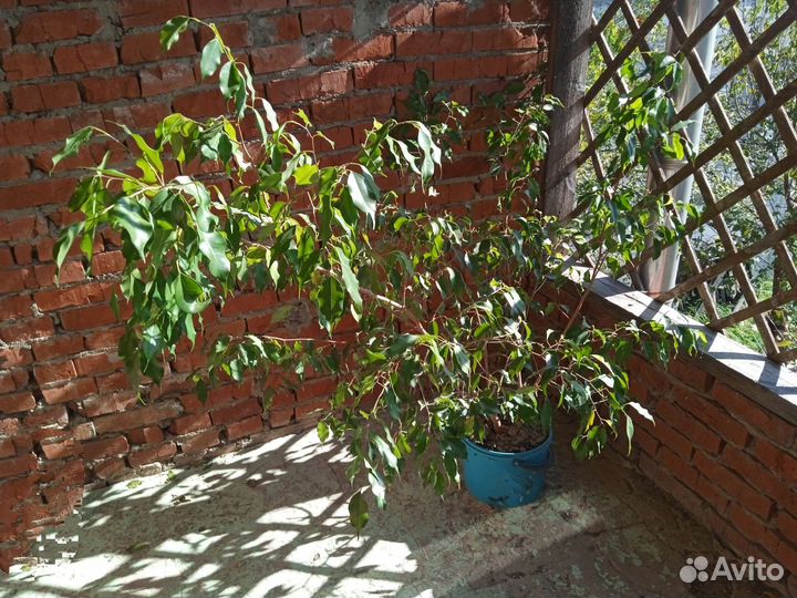 Фикус бенджамина большой