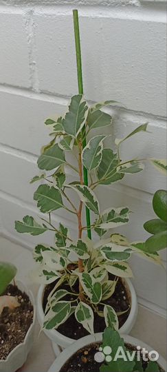 Комнатные цветы