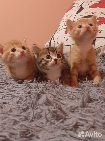 Котята в добрые руки