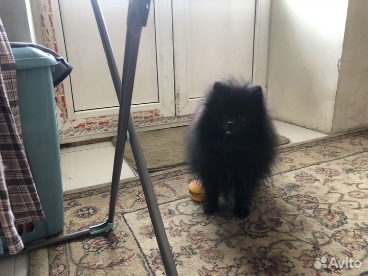 Померанский шпиц мини щенок