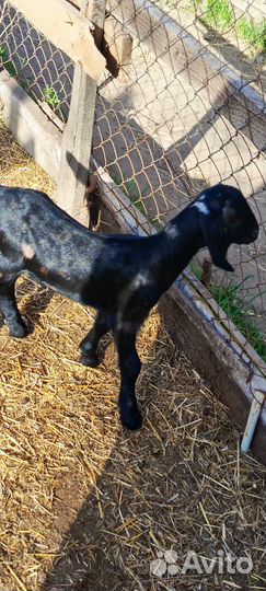 Нубийские козы