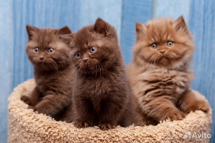 Передержка кошек на время отпуска