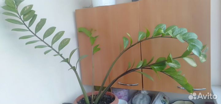 Комнатные цветы