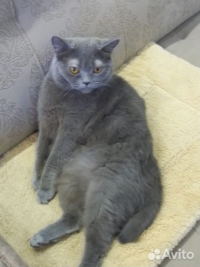 Кошка в добрые руки