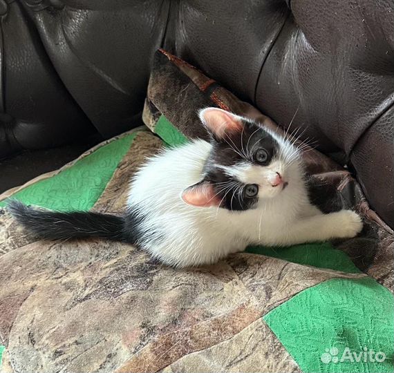 Котята 1,5 месяца