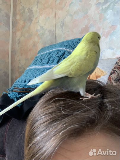 Передержка для попугаев