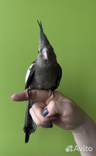 Пупугай Корелла безщёкие, выкормыши и нет