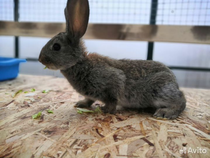 Кролики мясных пород