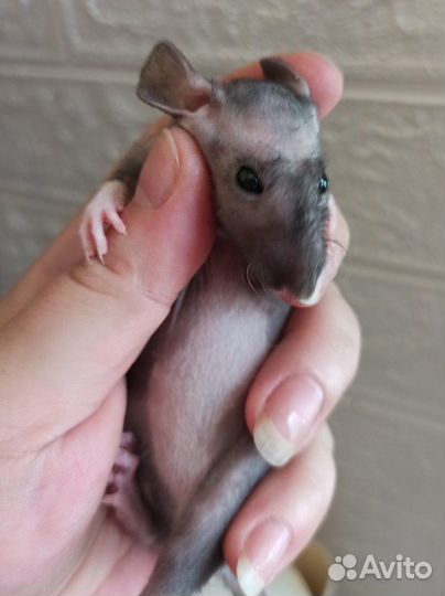 Крыса. Крысята дамбо сфинкс и фазз