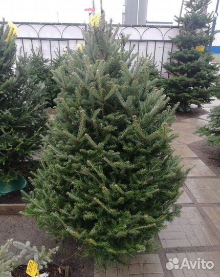 Лучшие новогодние елки - доставка по всей Москве