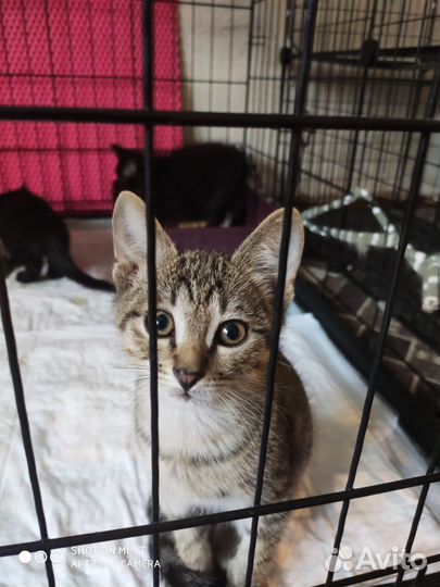 Котенок шпротик