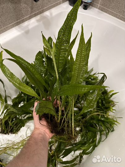 Папоротник тайландский