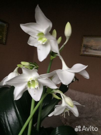 Эухарис амазонская лилия