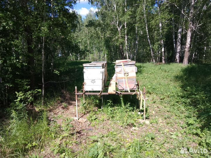 Пчеломодуль