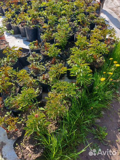 Продам пион Coral Sunset