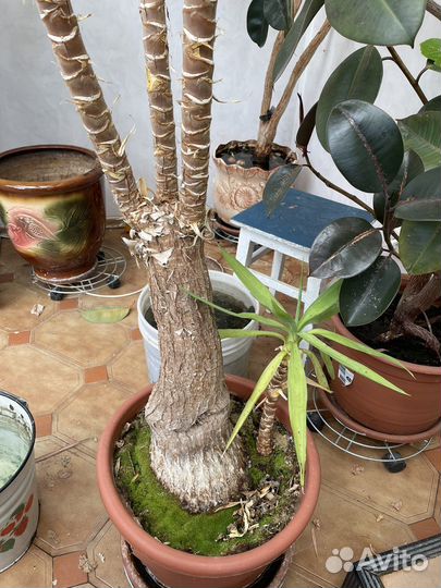 Пальма юкка