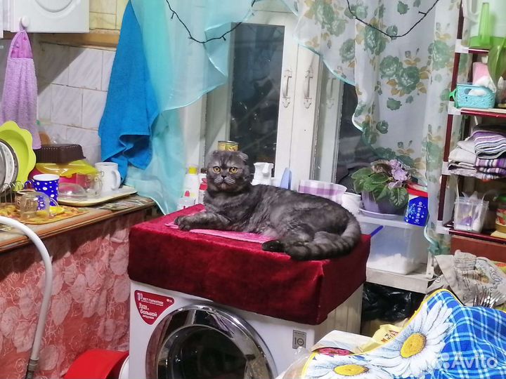 Отдам бесплатно кота