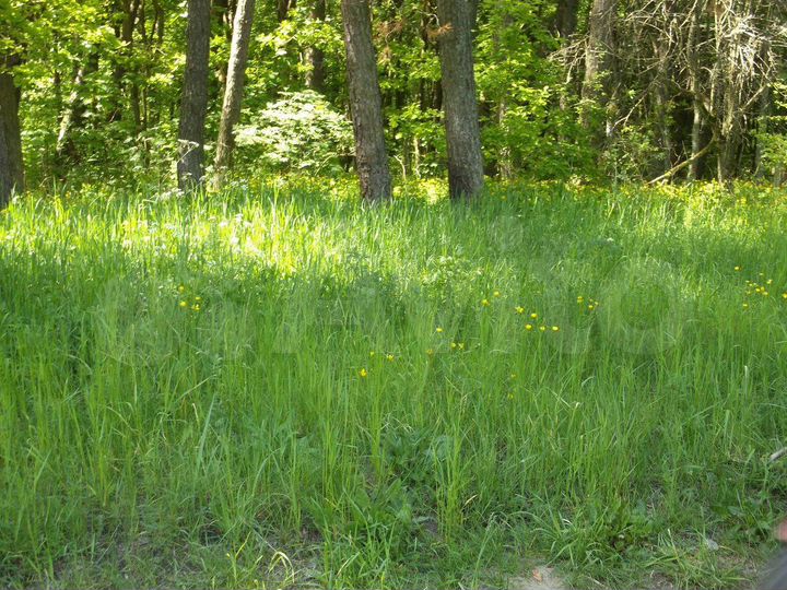 Участок 10,5 сот. (СНТ, ДНП)