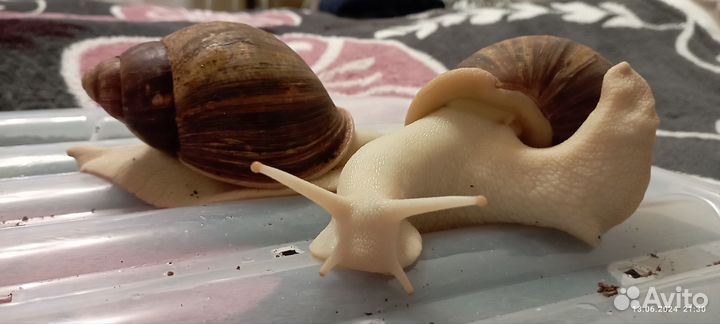 Улитки архахатины