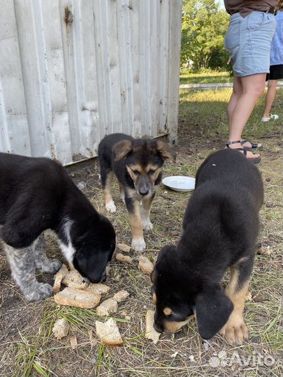 Щенок в добрые руки бесплатно