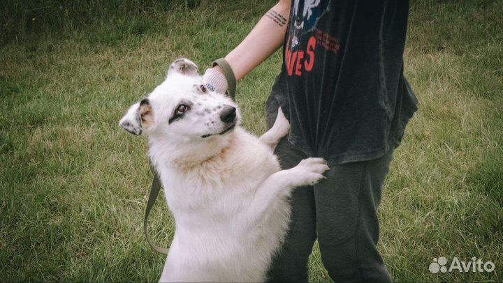 Собака в добрые руки отдам бесплатно