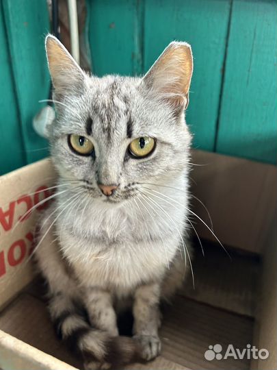 Котята в добрые руки даром