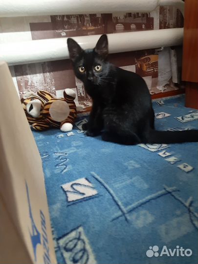 Котенок мальчик в добрые руки