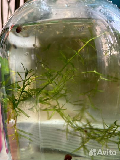 Аквариумные рыбки