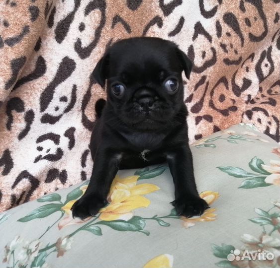 Щенки мопса