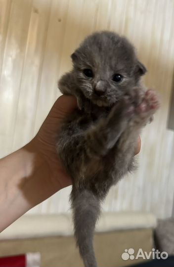 Котята в дар