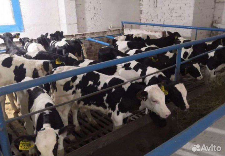 Бычки и телята