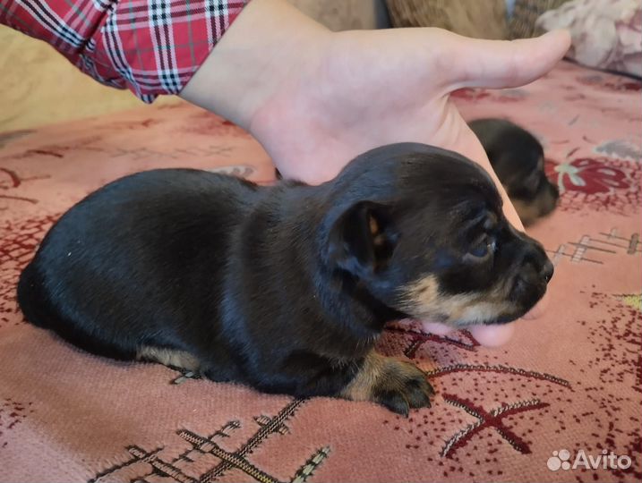 Той-терьер щенок