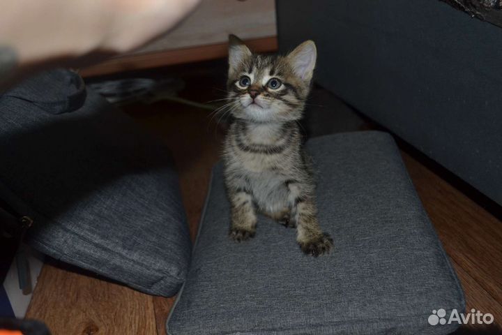 Игривые котята