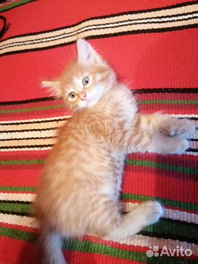 Котята бесплатно