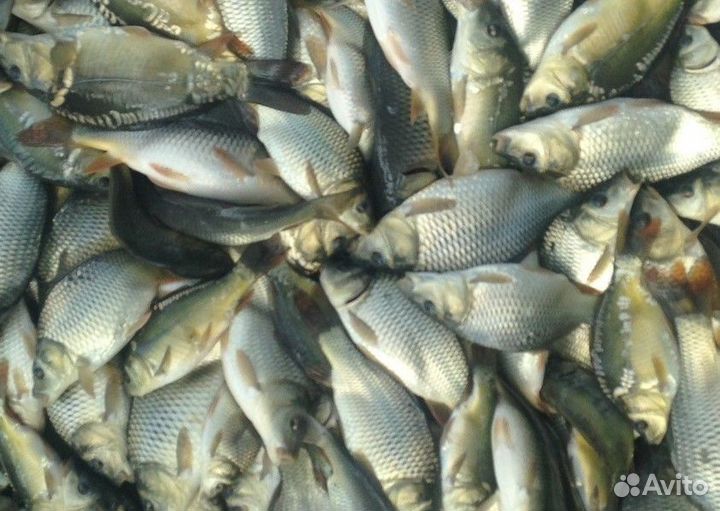 Продам малек карпа