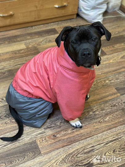 Зимний комбинезон для собаки размер 52