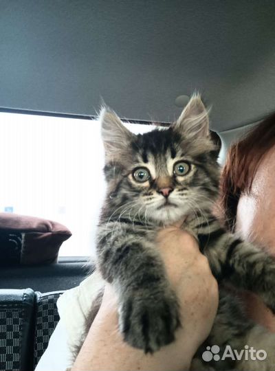 Котенок в добрые руки бесплатно