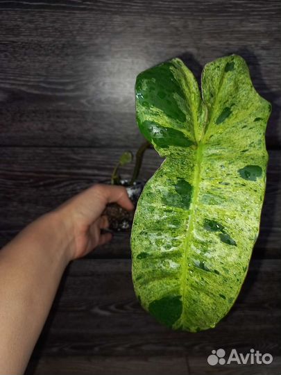 Paraiso Verde филодендрон