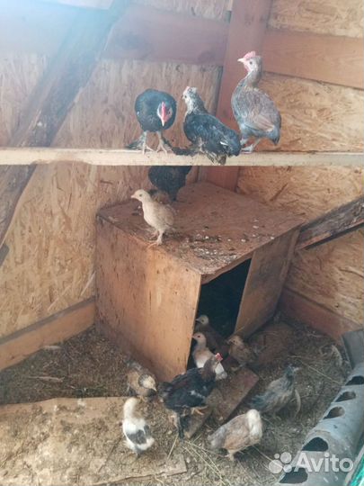 Цыплята месячные