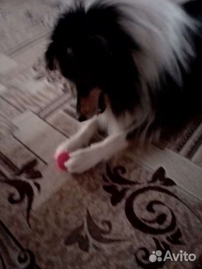 Вязка.Опытный кобель шотландской овчарки (колли)