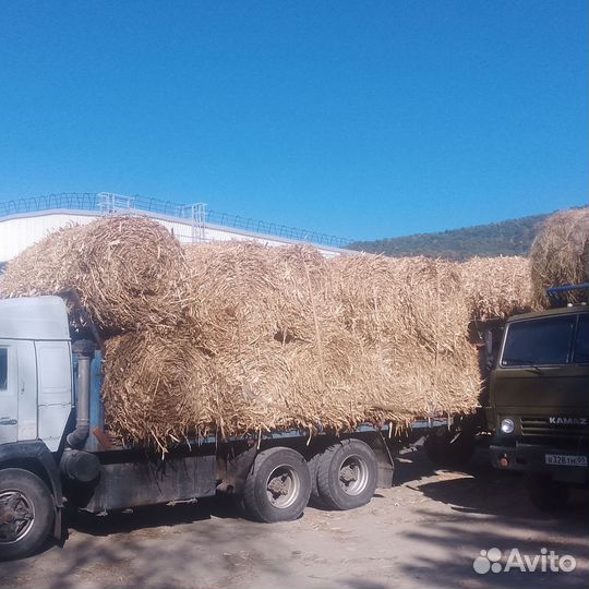 Сено в тюках