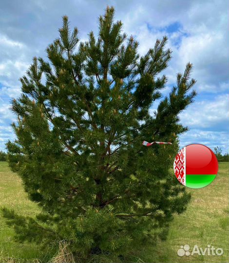 Сосна обыкновенная из питомника
