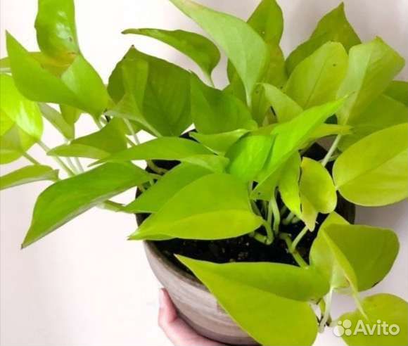 Сингониумы, сциндапсусы